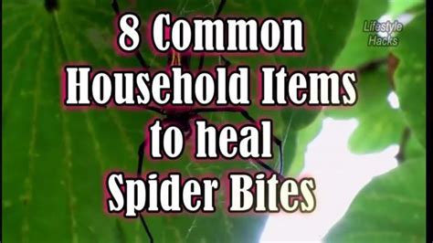 8 Common Household Items to treat Spider Bites | Spider bites | Spider ...