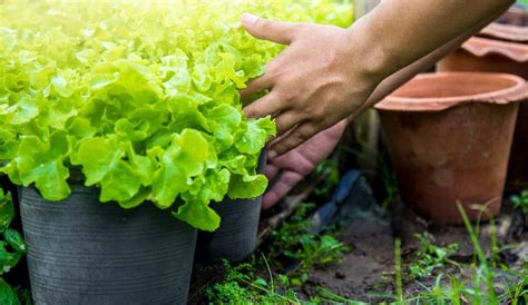 Growing Vegetables in Pots — San Diego Seed Company