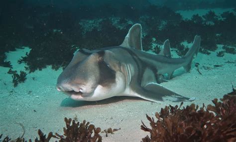 Important Australian study determines that sharks love jazz