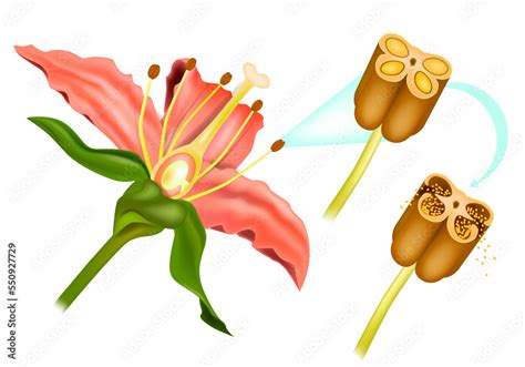 Stem Flower cross section anatomy of plant. Sexual Reproduction In Flowering Plants. Structure ...