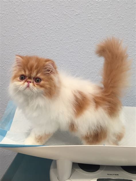 Persian Cats For Sale | Hesperia, CA #220522 | Petzlover