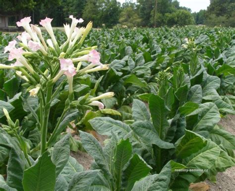 Tabaco/Tobacco/Nicotiana tabacum | Zoom's Edible Plants
