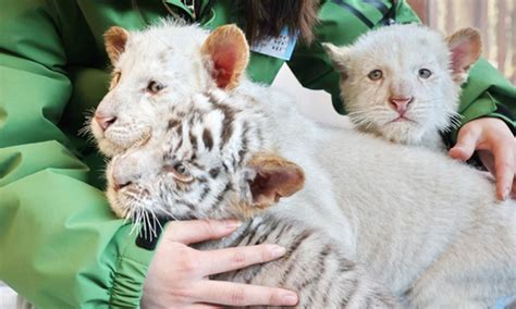 One in 100,000: Two rare tiger babies appear in Nantong - Global Times