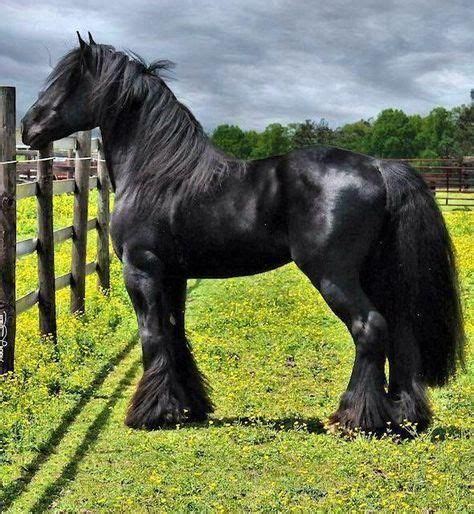 Friesian horse stallion; Baroque style are my favorite. Looks like a knight's horse. (steal ...