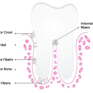 (PDF) 3. Periodontal Ligament