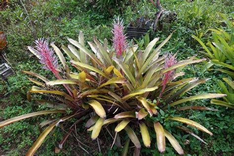 Portea alatisepala. The bromeliad is endemic to Bahia state and to the Atlantic Forest biome ...