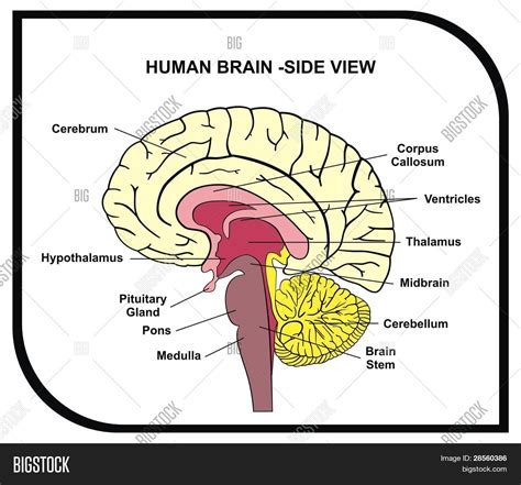 Imagen y foto Diagrama Del Cerebro Humano - Vista | Bigstock