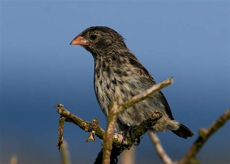 Galapagos evolution highlights: Darwin’s finches - Vaya Adventures