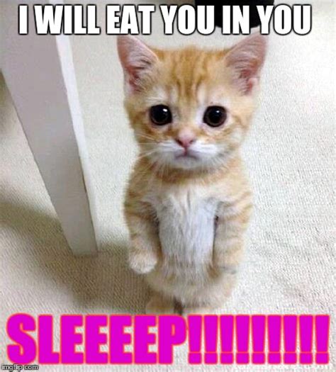 Cute Cat Meme - Imgflip