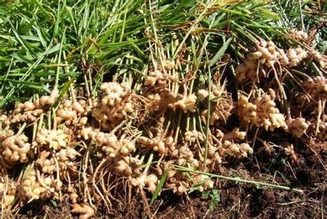 Ginger Farming Information Guide | Asia Farming