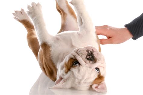 Why Is Your Dog’s Stomach Making Noises? A Vet Weighs In ~ Take Care Of ...