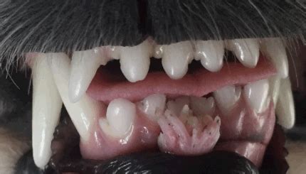 Viral Papillomas (Canine) - Mar Vista Animal Medical Center