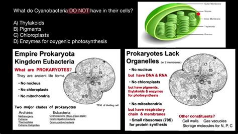 Cyanobacteria Morphology and Cell Structure - YouTube