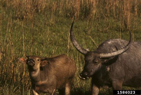 water buffalo (Bubalus bubalis (Linnaeus, 1758))