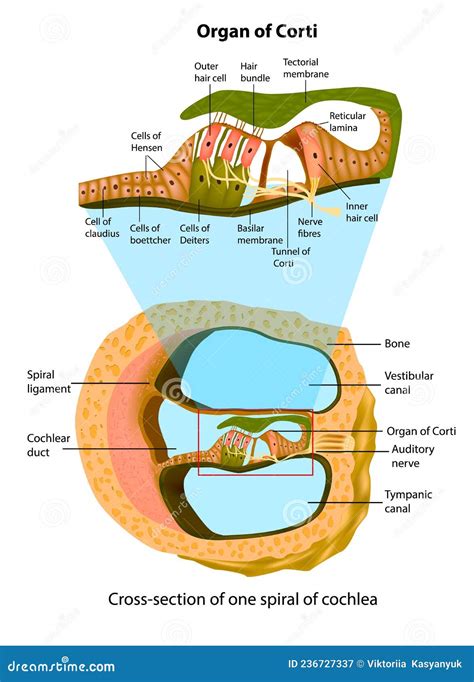 Anatomy of Inner Ear. Cross-section of One Spiral of Cochlea. Structure ...