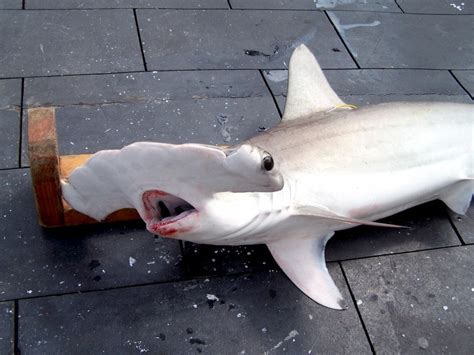 Scalloped Hammerhead Shark – "OCEAN TREASURES" Memorial Library