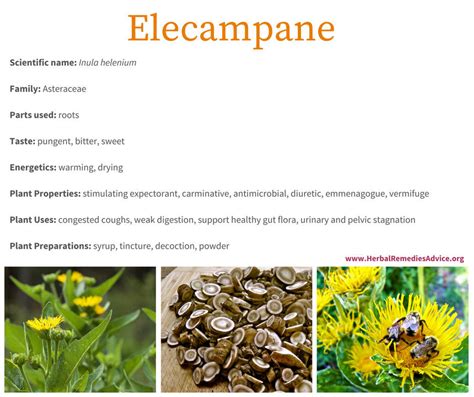 Elecampane Uses