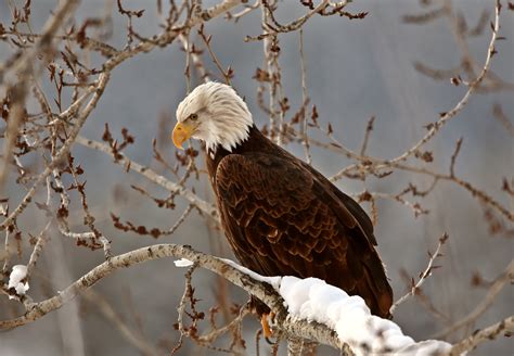 Bald eagle - Empowering the Spirit