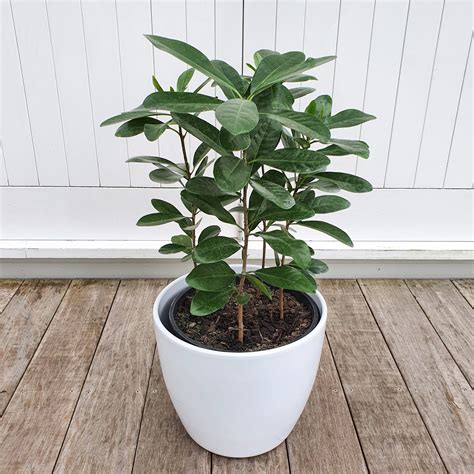 Karaka Tree in Glossy White Pot for Indoors - plantandpot.nz