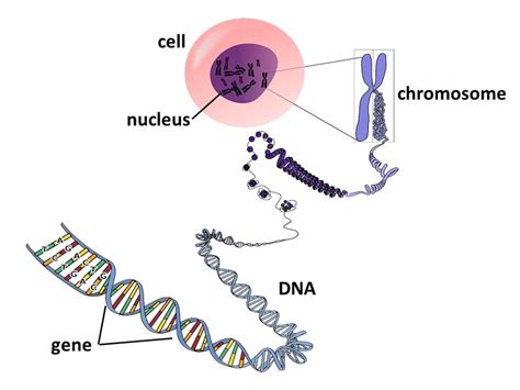 Dna Chromosome Chart