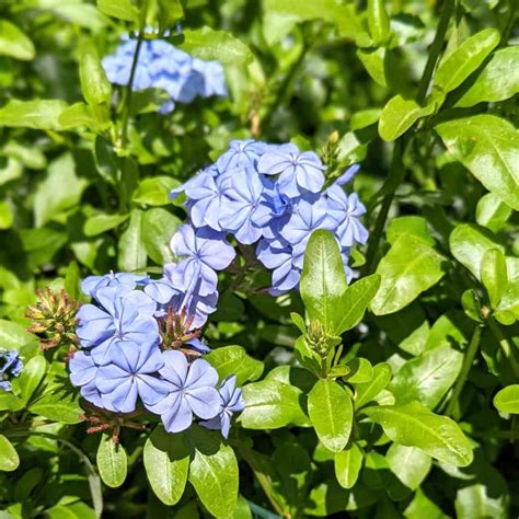 Plumbago auriculata - Garden Center Bourguignon