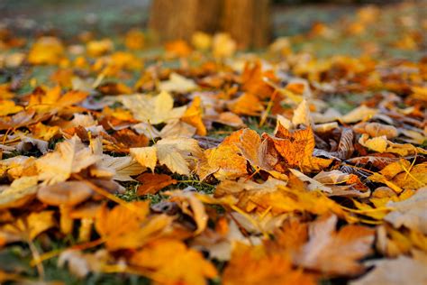 What to Do with Fall Leaves | The Old Farmer's Almanac