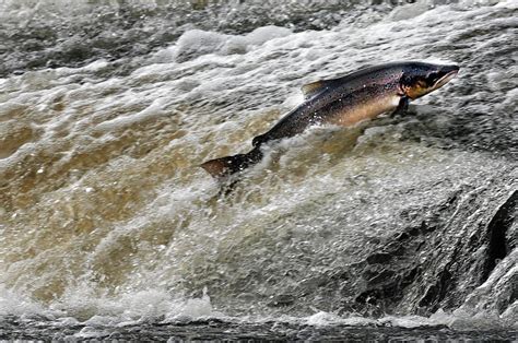 US group warns of threat to Atlantic salmon