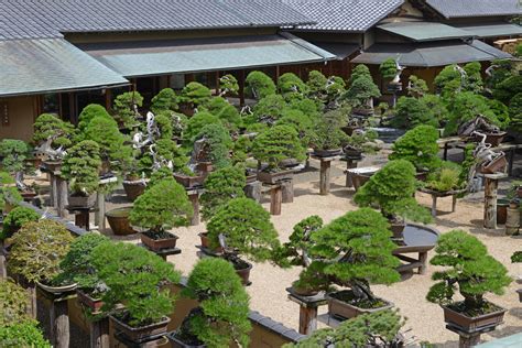 Basics of bonsai: How miniature trees from Asia have transcended ...