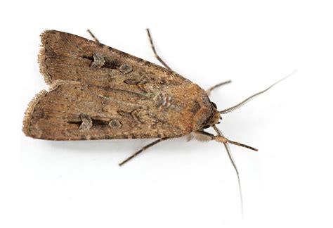 The super-navigational abilities of the bogong moth - Curious