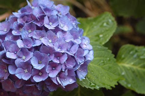 Purple hydrangeas, Hydrangea, Flower, Drops HD wallpaper | Wallpaper Flare