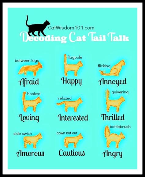 Friday Fun – Cat Sign Language: The Tales a Cat’s Tail Tells – Politics Plus