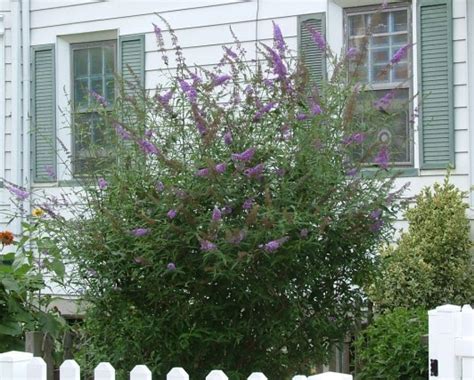 Deer Resistant Evergreen Shrubs - ZMHW SIDNEY WHITFIELD BLOG'S