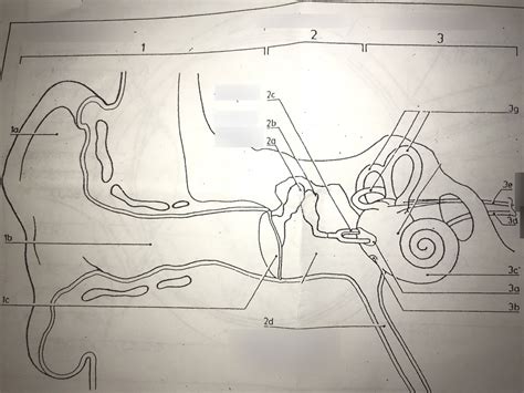 Ear Diagram | Quizlet