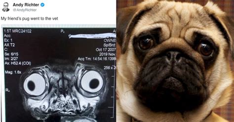 This Is What A Pug’s MRI Scan Looks Like