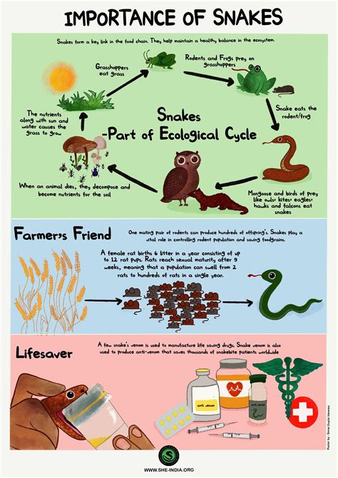 Save The Snakes on Twitter: "Why are snakes important? Here are a few great reasons from ...