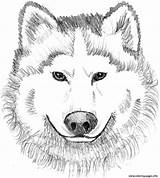 Realistic Wolf Face Coloring Page Printable sketch template