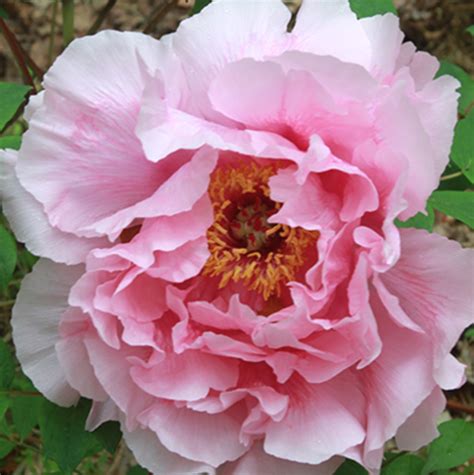 Fernleaf peony Itoba (tenuifolia) - potted plant - Halifax Perennials