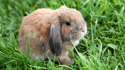 A guide to owning Mini Lop rabbits | PetsRadar