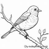 Blue Bird Coloring Pages  Free & Printable sketch template