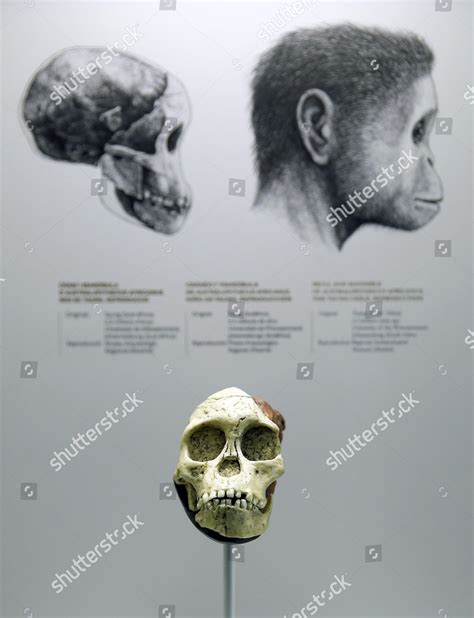 Australopithecus Africanus Skull On Display During Editorial Stock ...