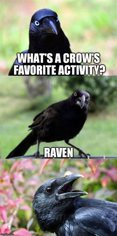 Bird puns to make you smile today. | Memes, Bird puns, Crow