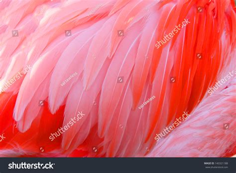 Bright Red Flamingo Birds Stock Photo 140321188 : Shutterstock