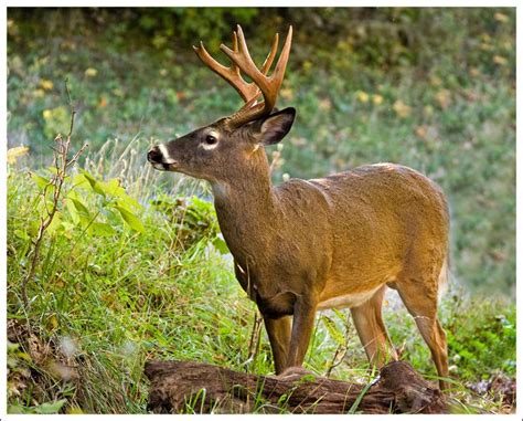 77 best images about Shenandoah Wildlife on Pinterest | National parks, Wildlife and Microorganisms