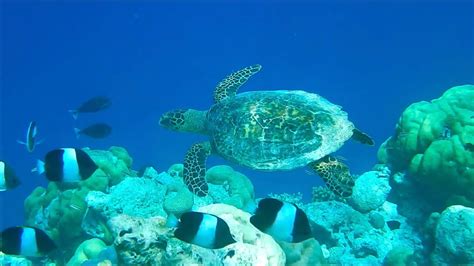 Maldives - Snorkeling with a Turtle in Baa Atoll / Kihavah - 4K - YouTube