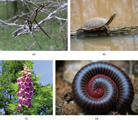 Predation and Herbivory | Biology for Majors II