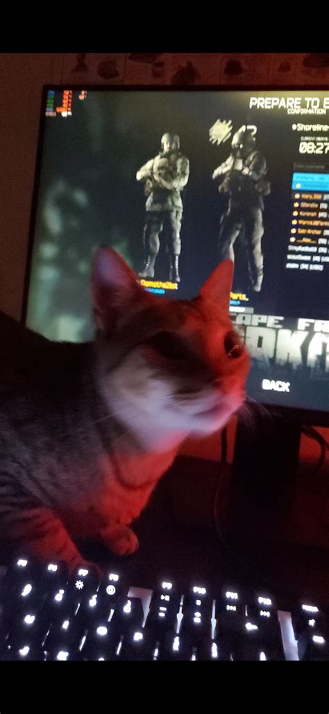 I see we're posting 😺 : r/Tarkov