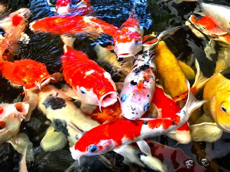 11 Things To Feed Koi Fish Apart From Fish Food - The Home Tome