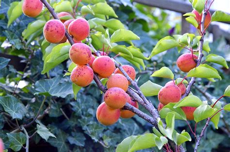 Dwarf Puget Gold Apricot Tree - Easiest growing apricot tree! (2 years – Online Orchards