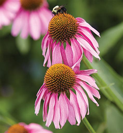 Native Prairie Plants for Any Size Garden | Garden Gate