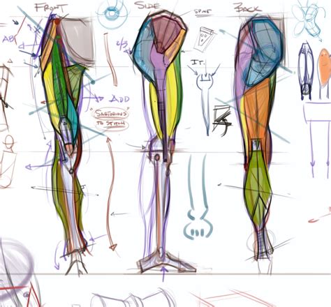 figuredrawing.info news: Leg anatomy - process